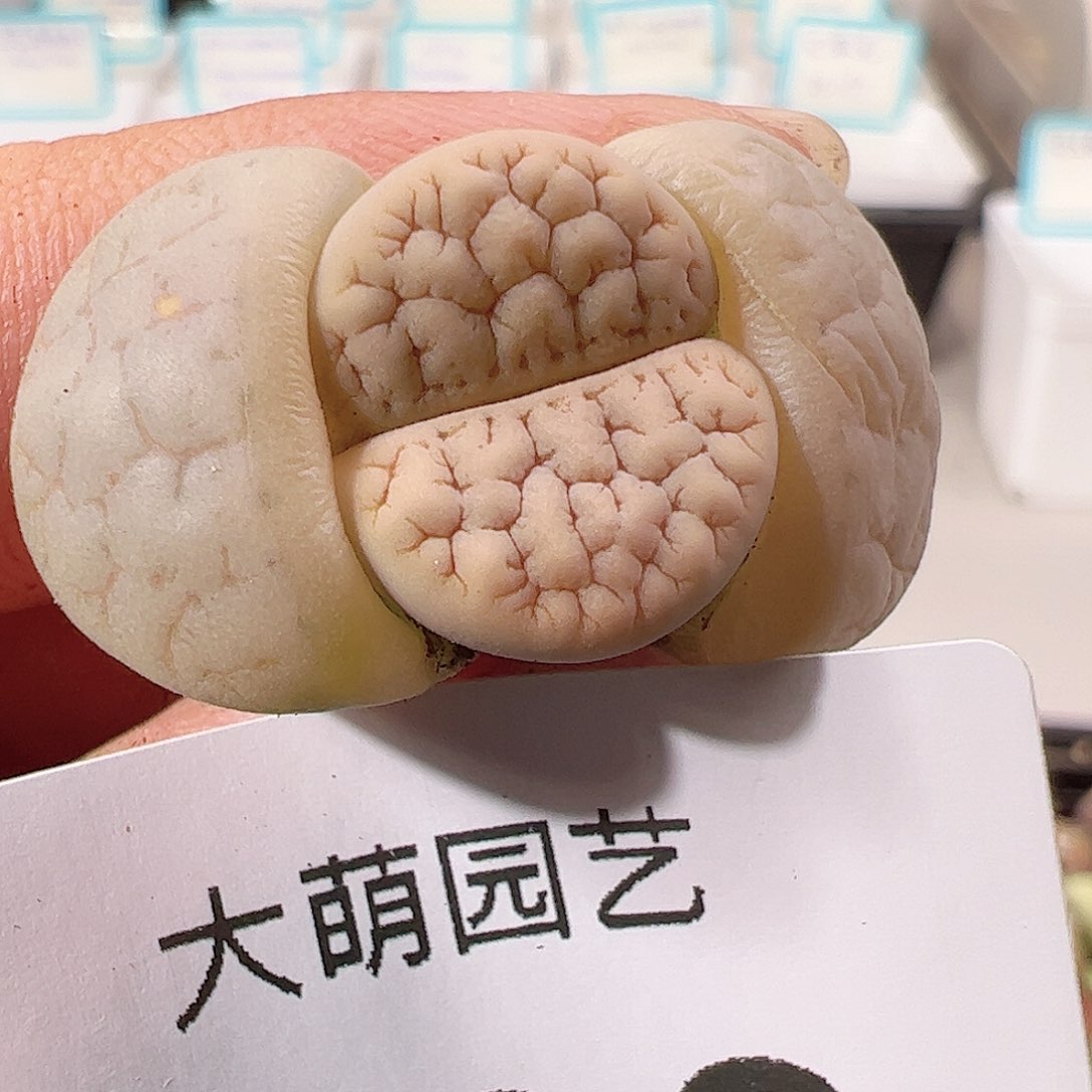 0000730 优选374荒玉一物一拍