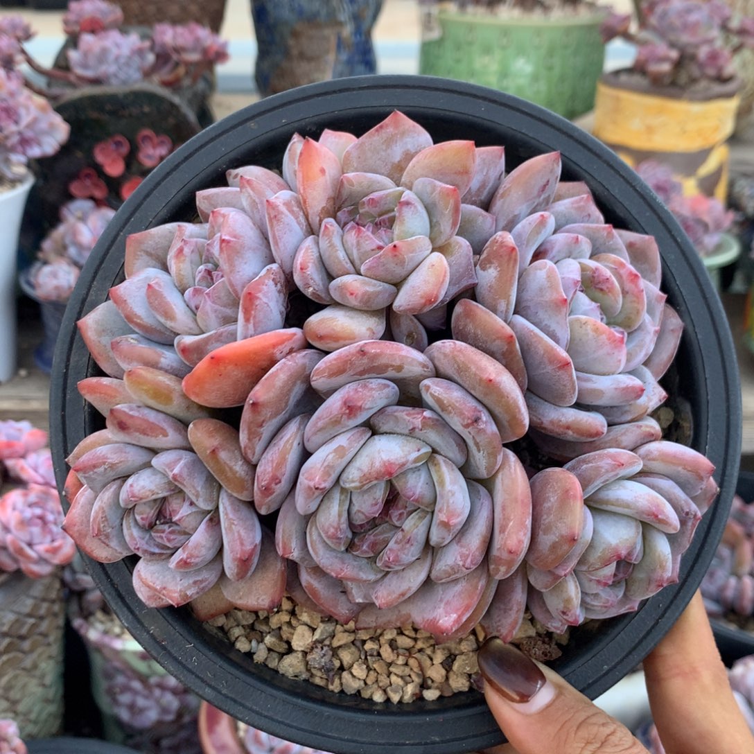 石榴籽小脸花花花花