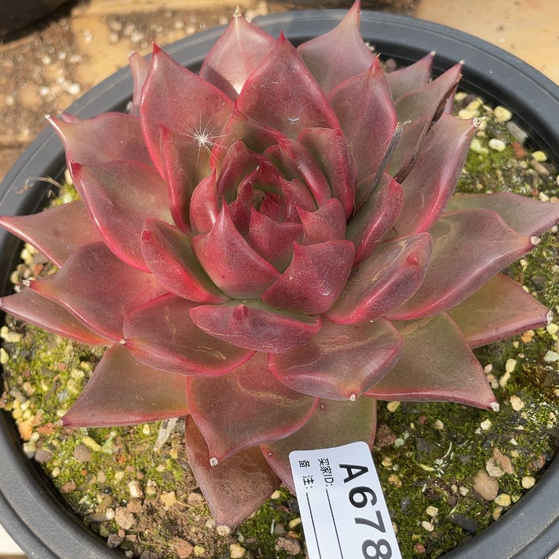 若如东云单拍A678