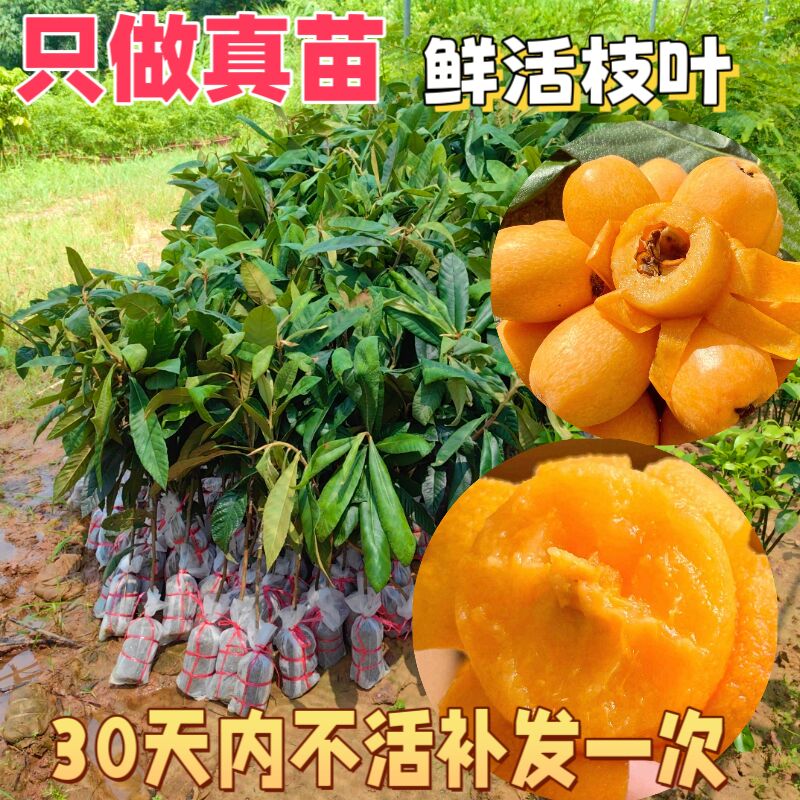 正宗大五星枇杷无核早钟六号果树苗木嫁接苗琵琶南方种植特大大果