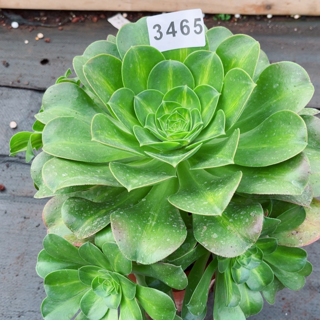 香炉盘中斑多肉发货发货