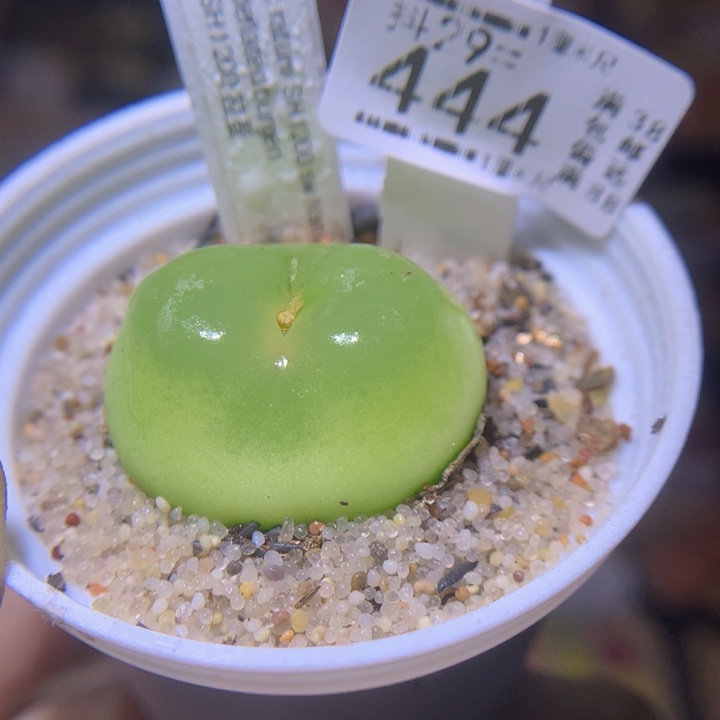 精品生生花29.444