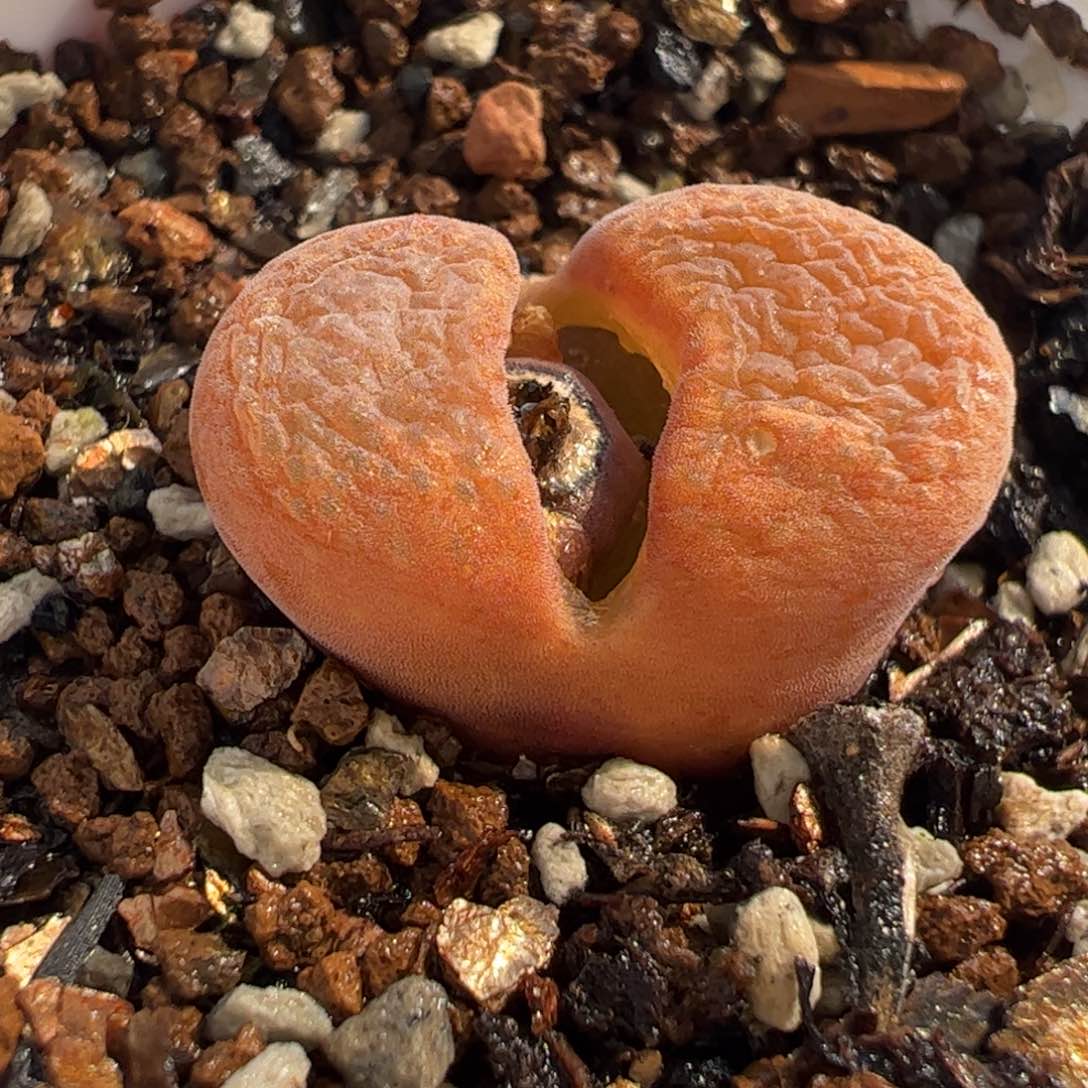 752多肉植物百科