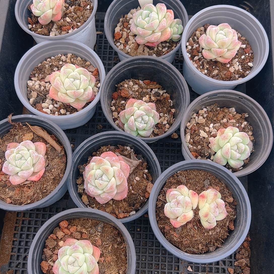 冰玉十颗5049号一物一拍