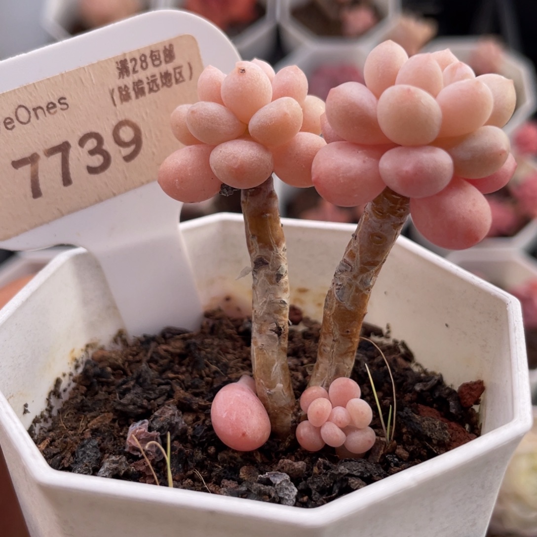 洛可可7739-4.0厘米