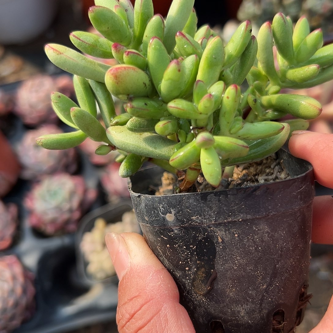 多肉植物天狗群生