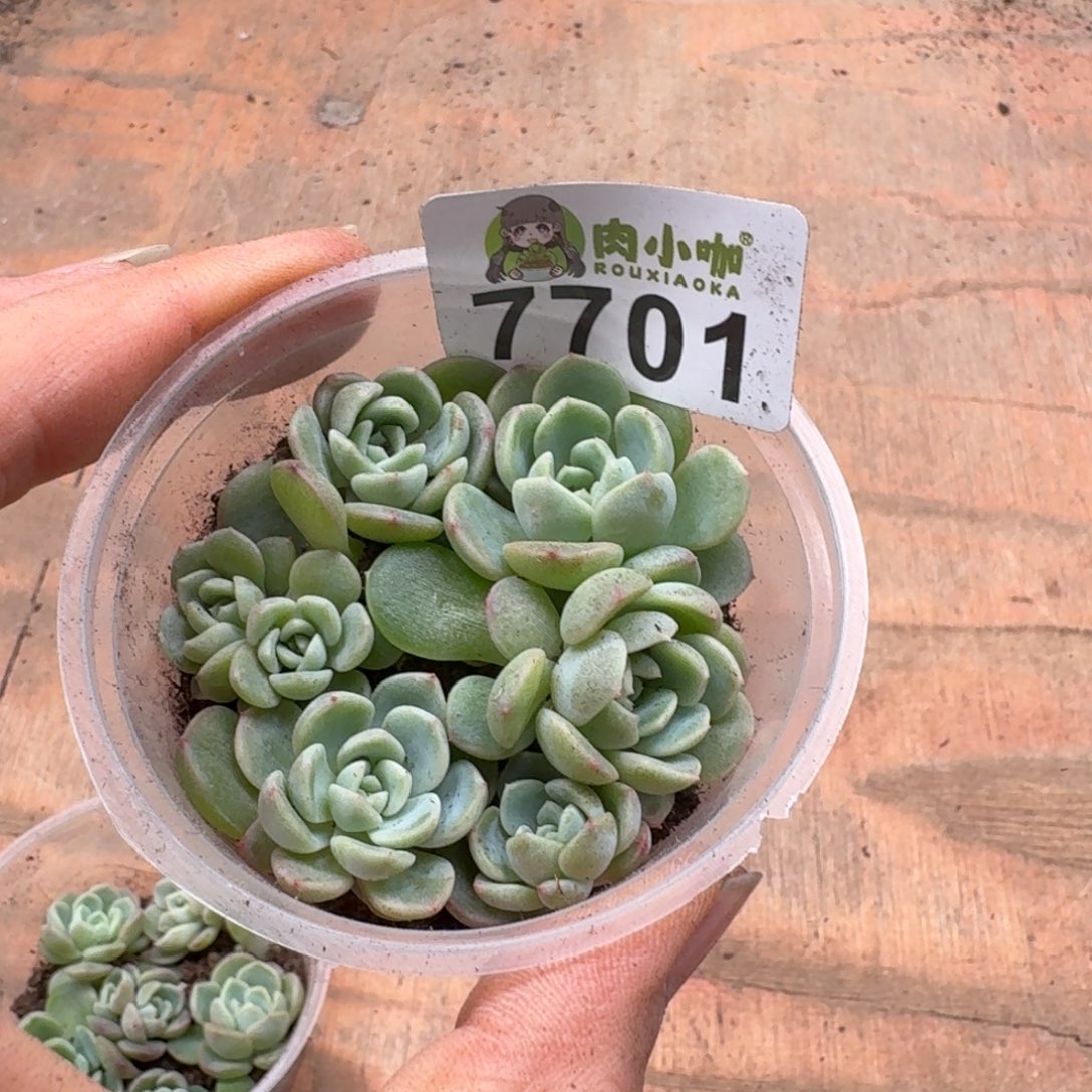 烟***。多肉植物多肉植物