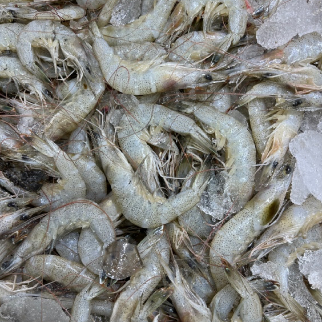 （孙娟海鲜）青岛本地小白虾  规格自选