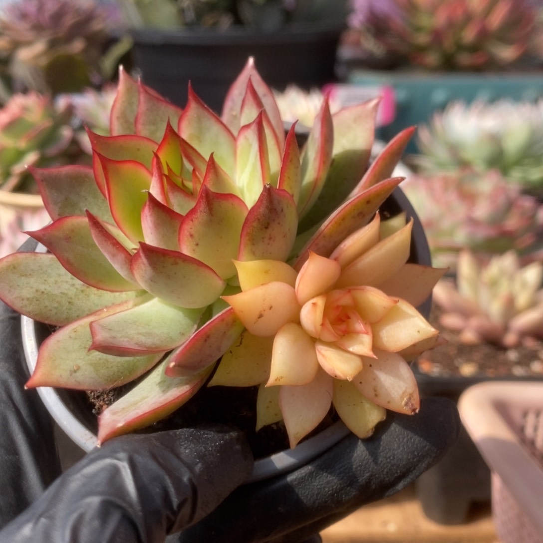 237宝莲灯锦锦锦锦锦