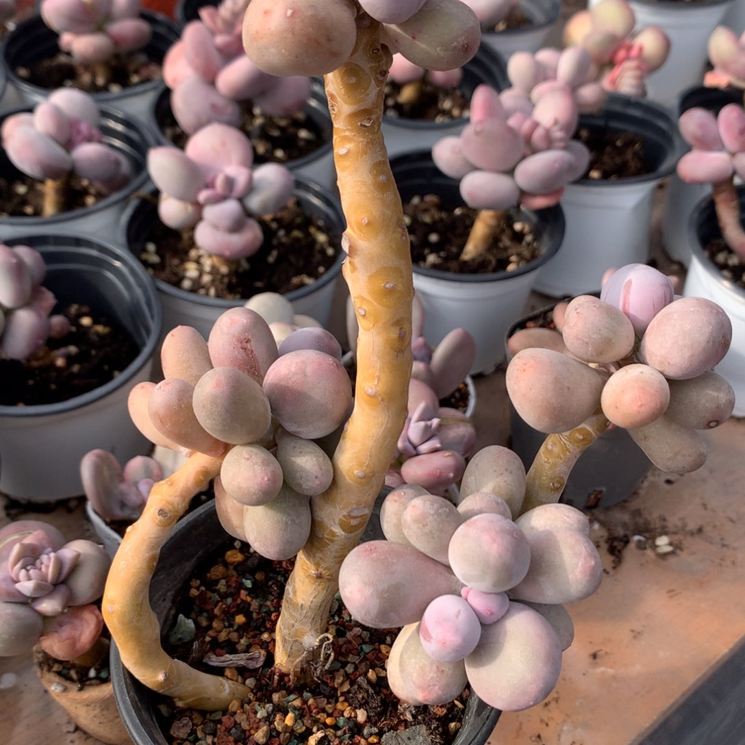 米可奶酪多肉大母本。