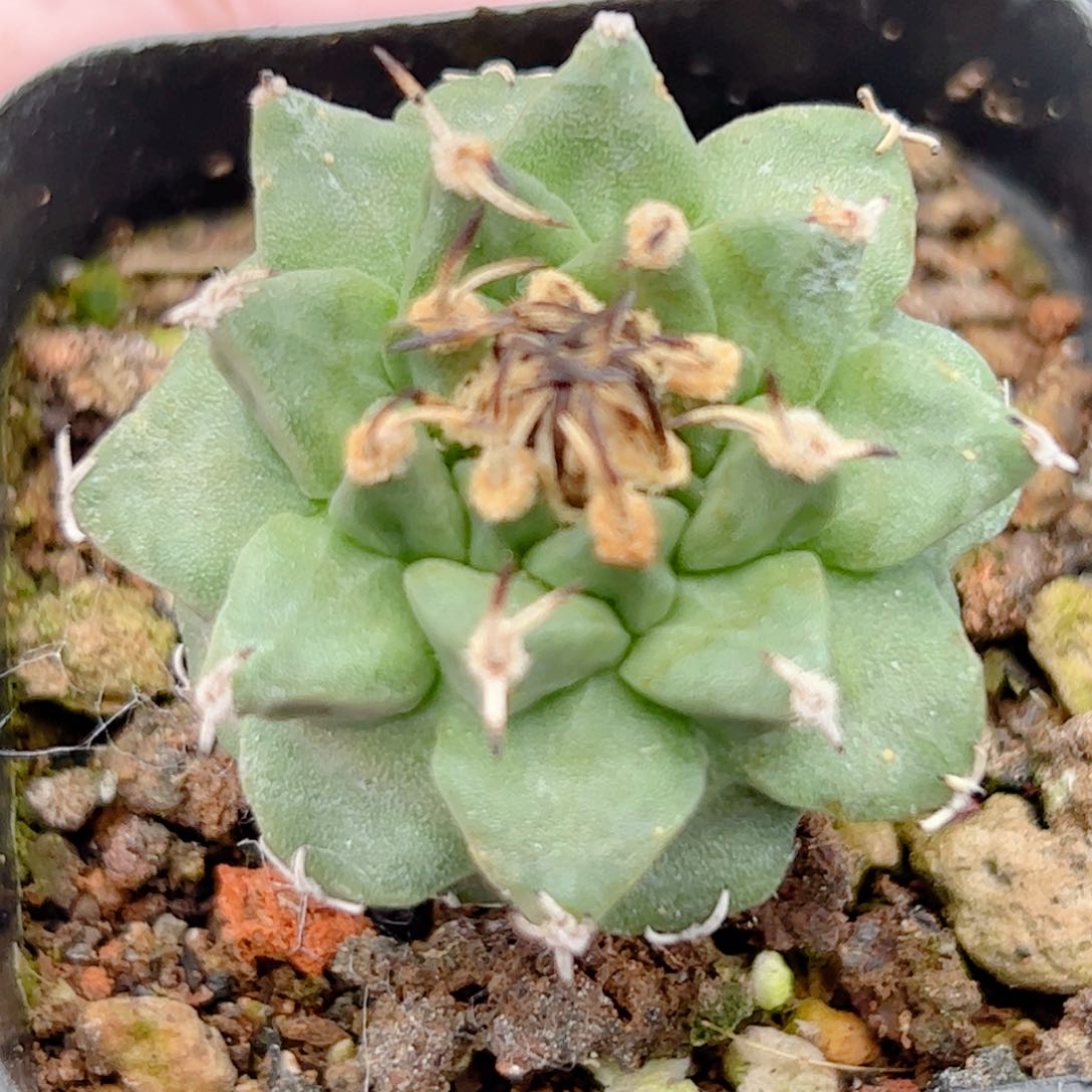 实生 赤花娇丽仙人球