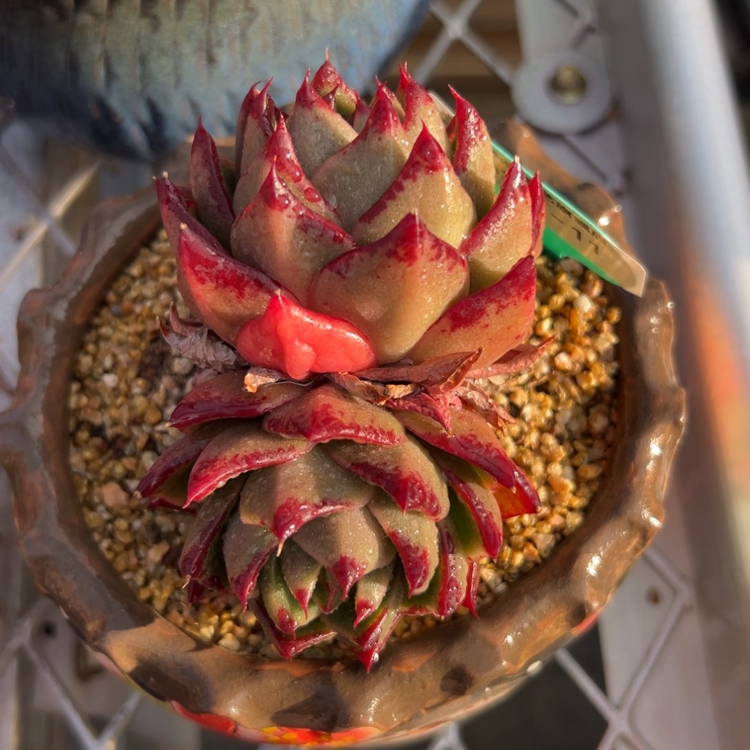 多肉一物一拍0311-11