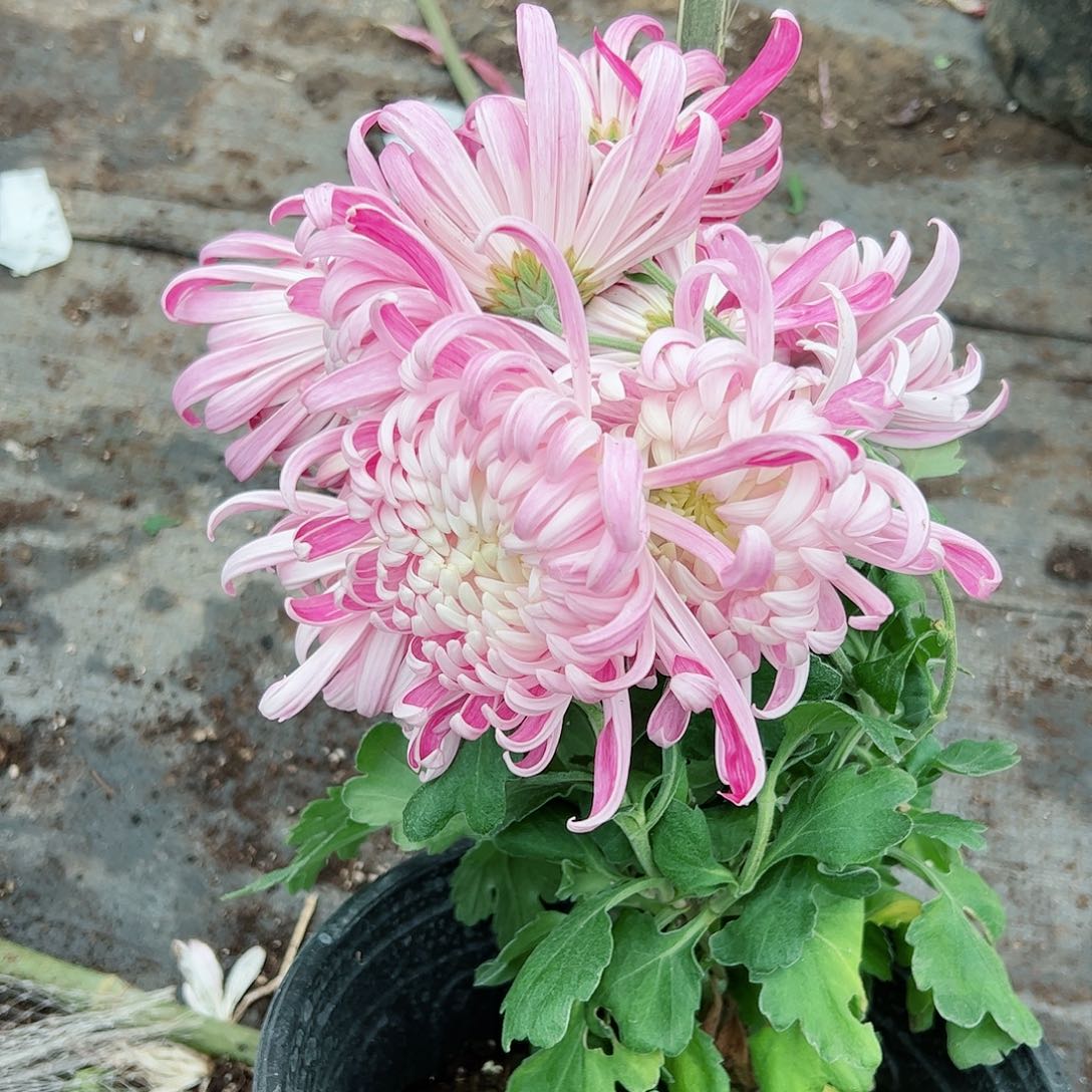 完全开放粉色国华土球发