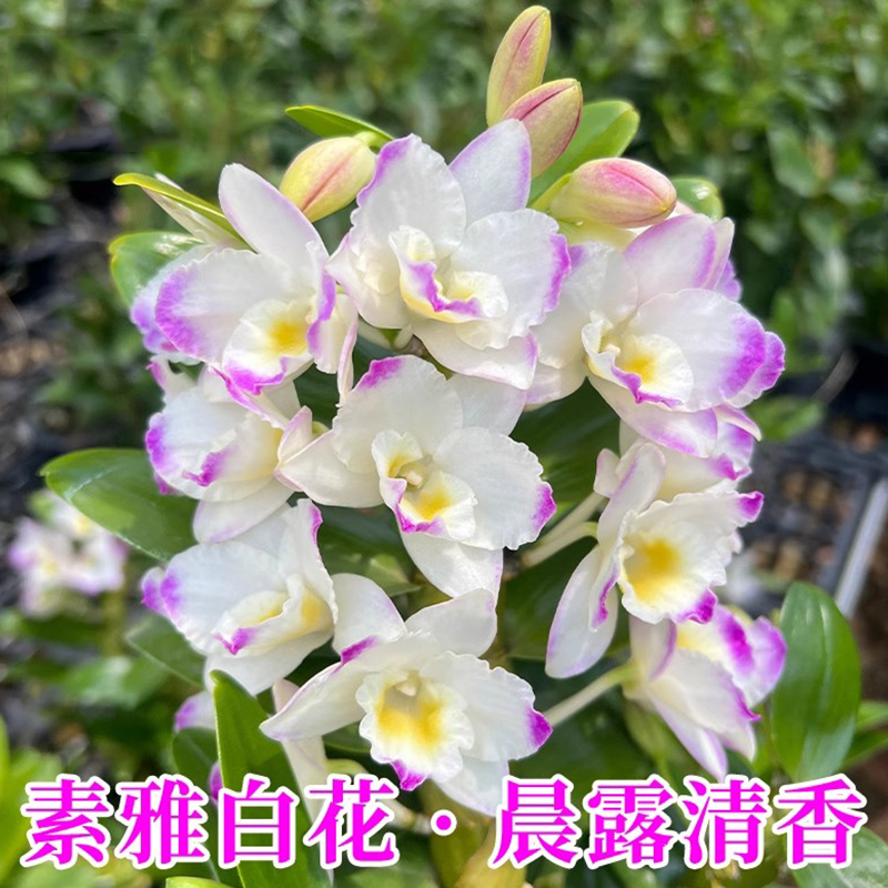 兰花苗 红魔帝石斛兰 带花苞出售好养绿植物盆栽桌面好养花卉