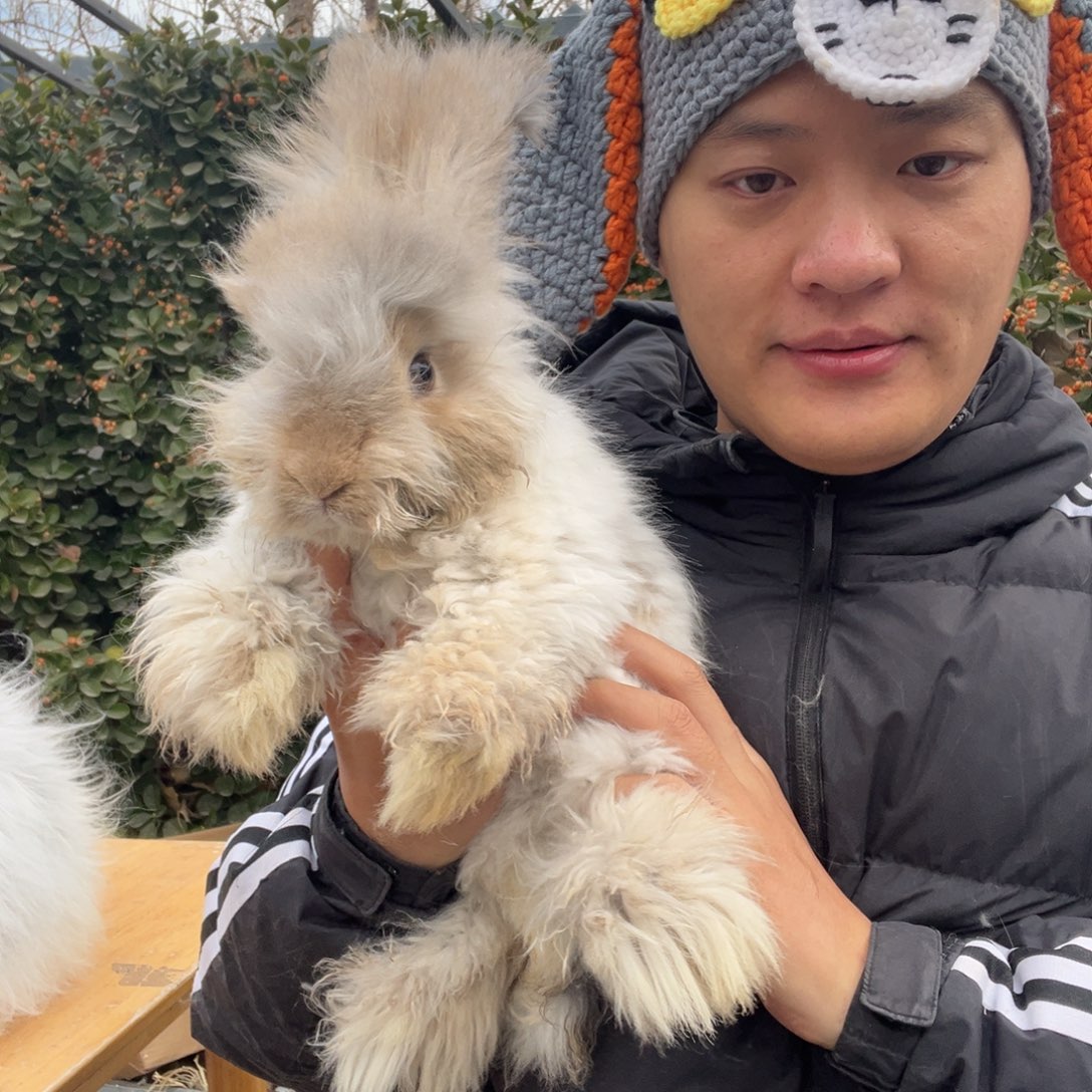 双血统英系安哥拉兔