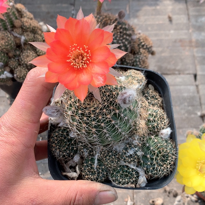 315 自根10厘米盆 丽花球满20包邮