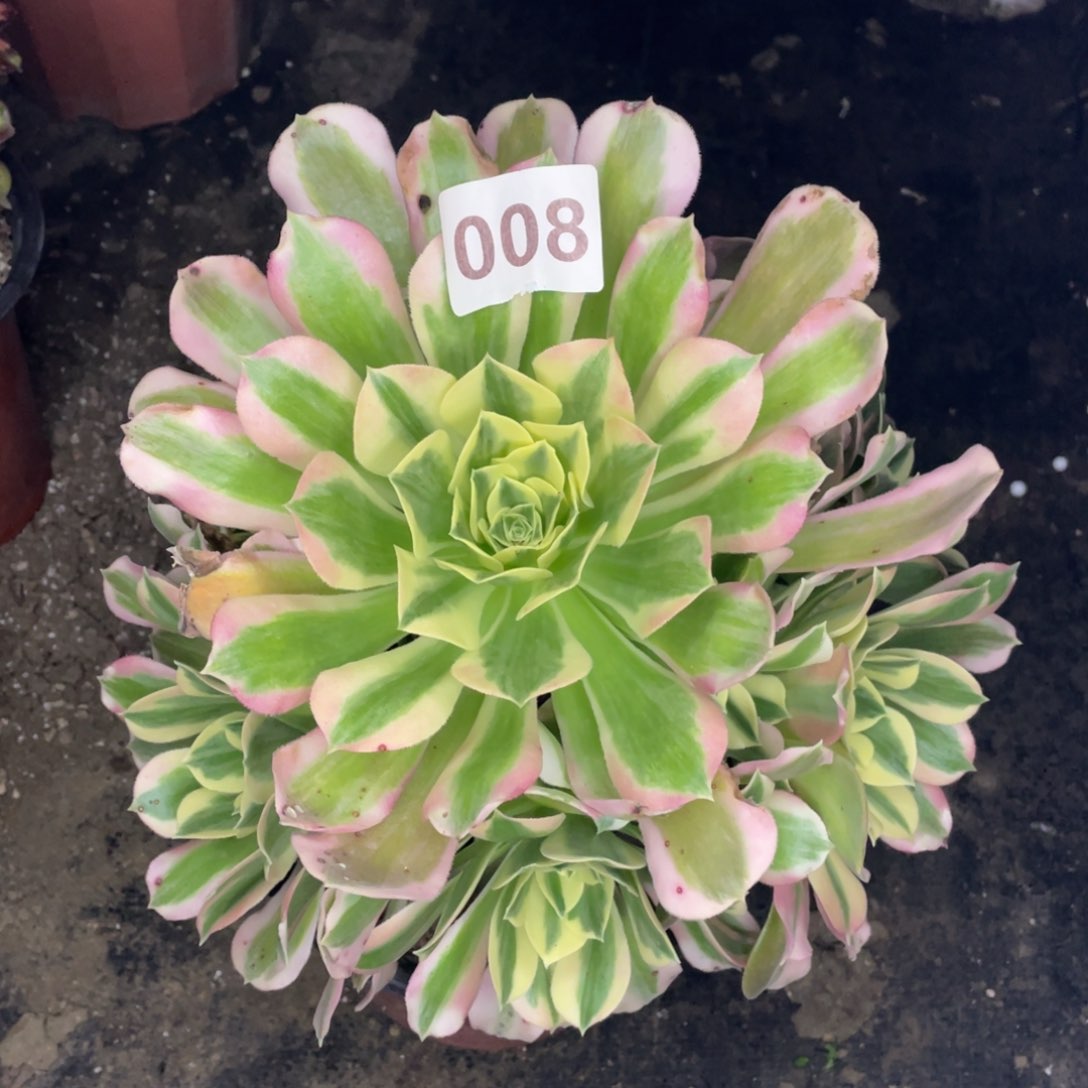 零零八号粉女郎手捧花