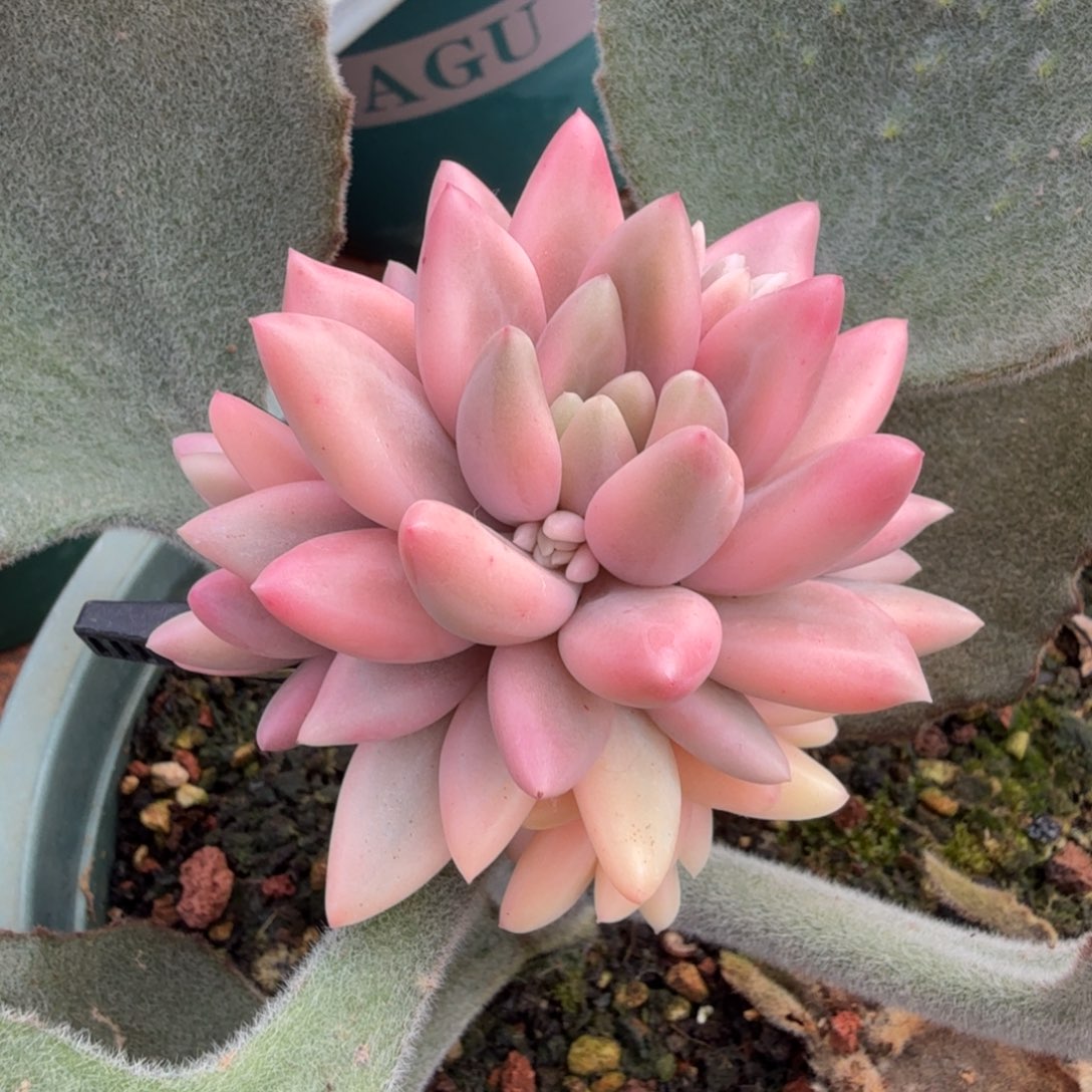 蜜桃啵啵锦腹轮锦