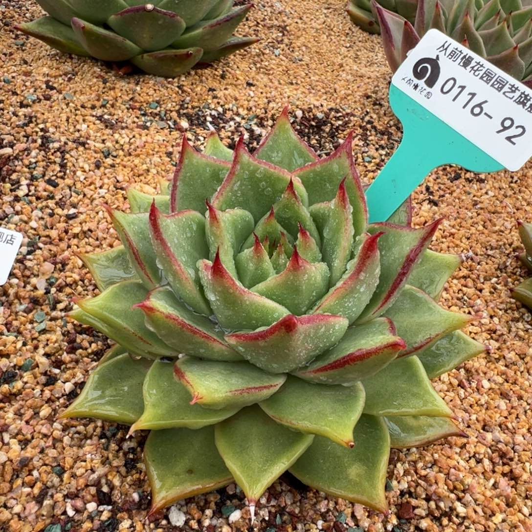 从前慢多肉精选编号0116.92