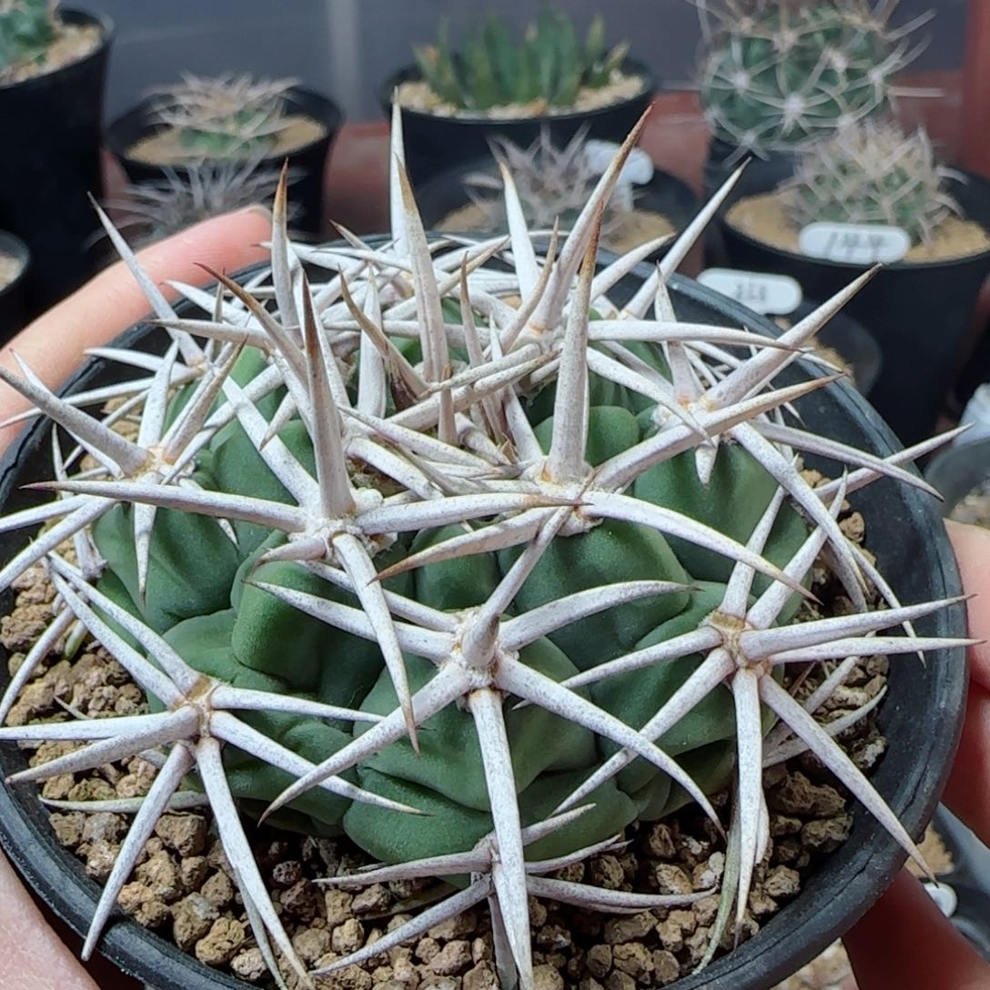 实生碧岩玉多肉0000