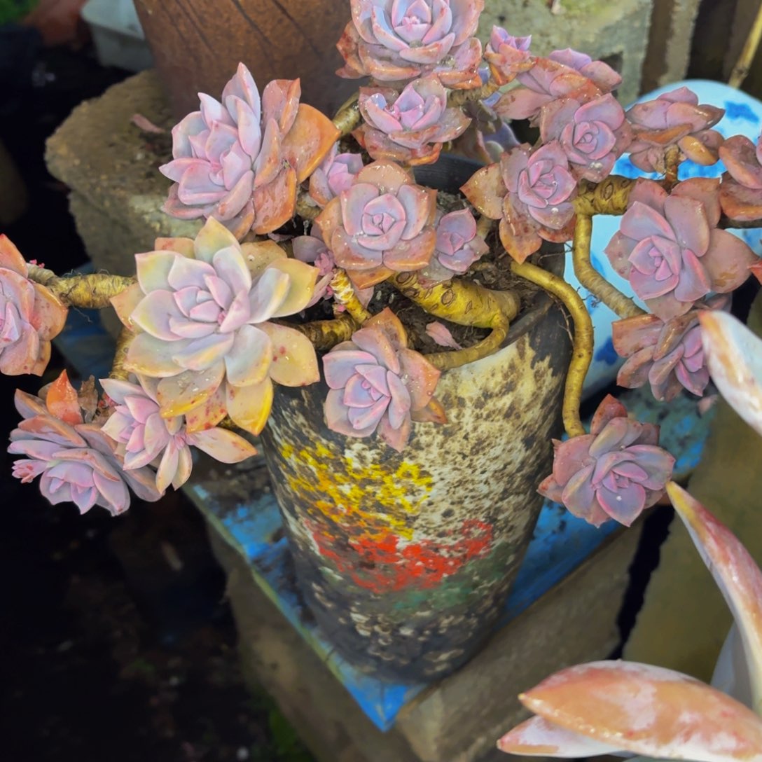 小***云老桩精品肉肉彩虹糖