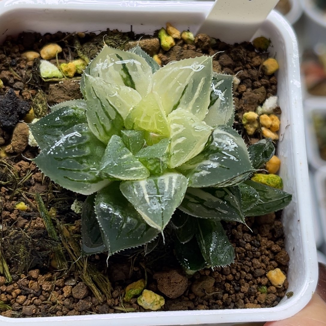 14实生寿锦带仔福利专场