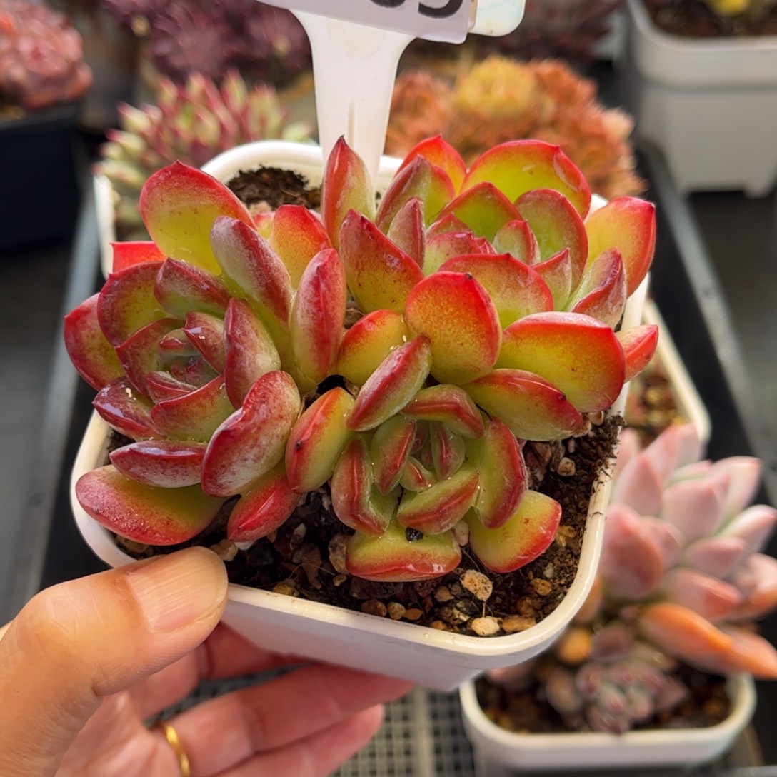 1009 天冷必拍保温箱