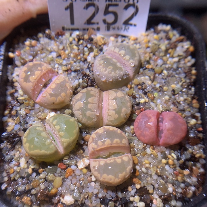 Sss精品生石花1252