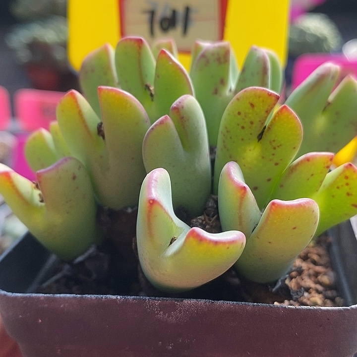 这么多年你一直这样一直陪7011