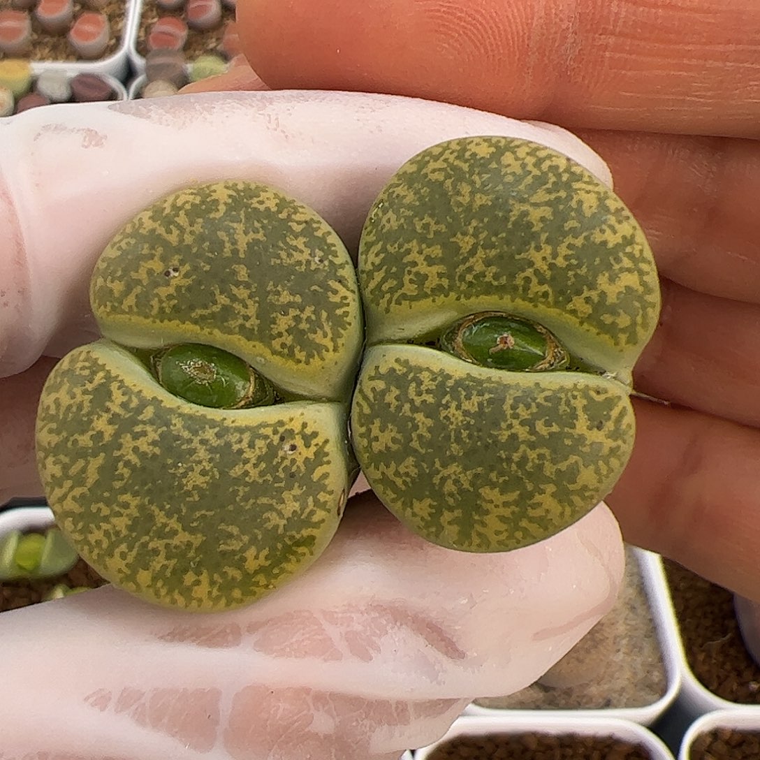 生石花多肉双头母本一棵