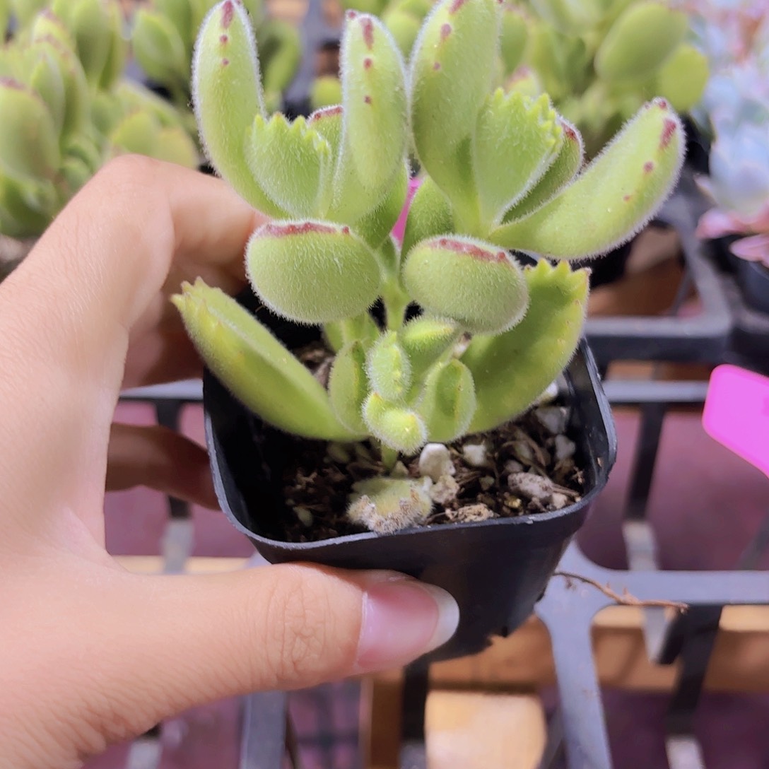 精品熊童子多肉植物