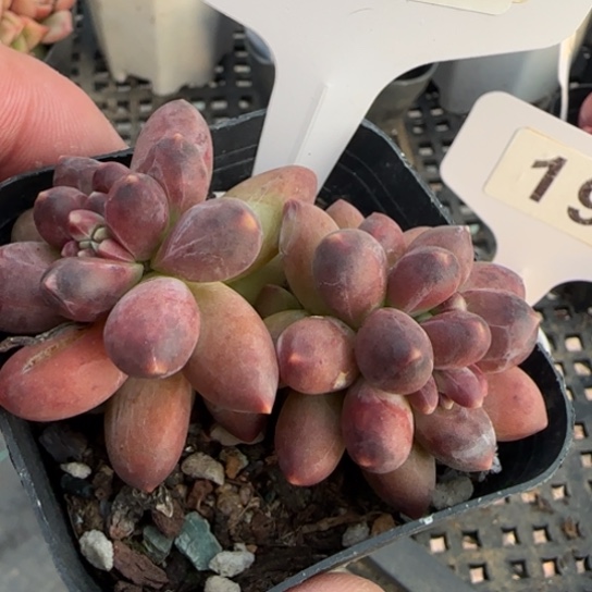 190千代田一物一拍多肉