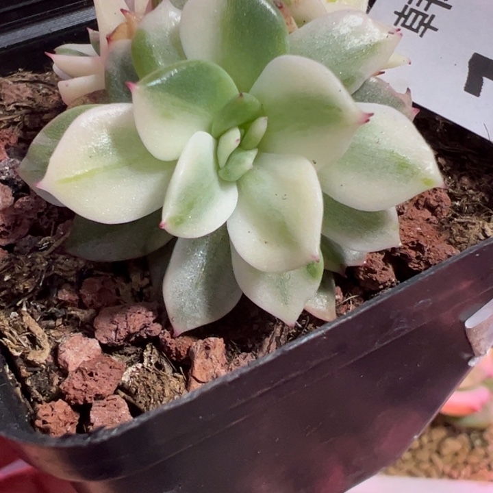 寒酥锦多肉植物1339