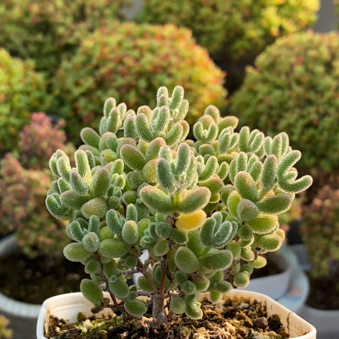 优选冰晶1457枝干番杏