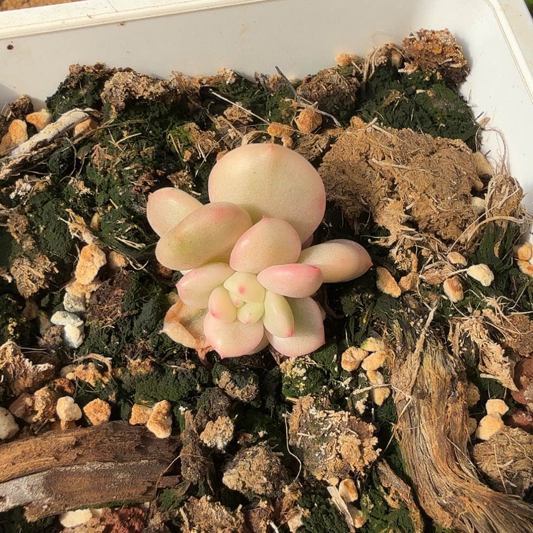 柠***肉爱丽儿锦，多肉植物