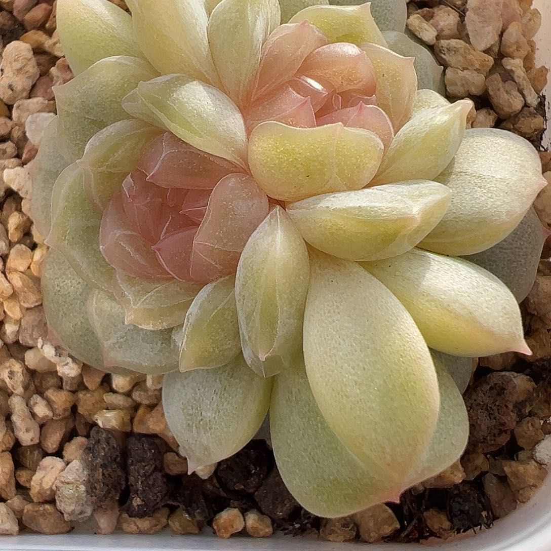 一物一拍链接，宫花