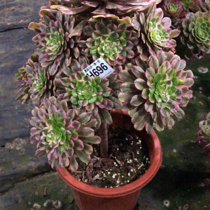 粉黛多肉6960000000000