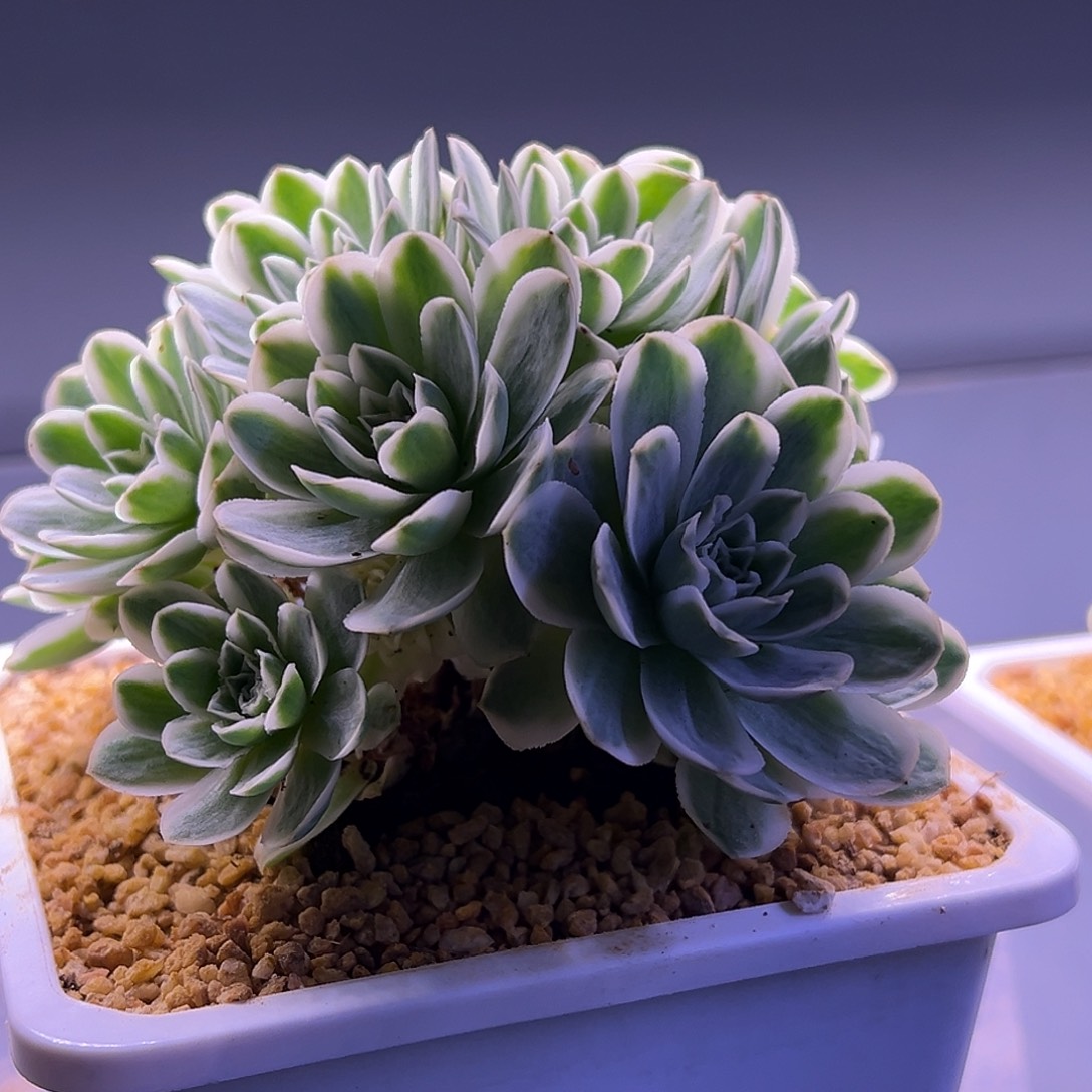 山地玫瑰锦秋夕1227号