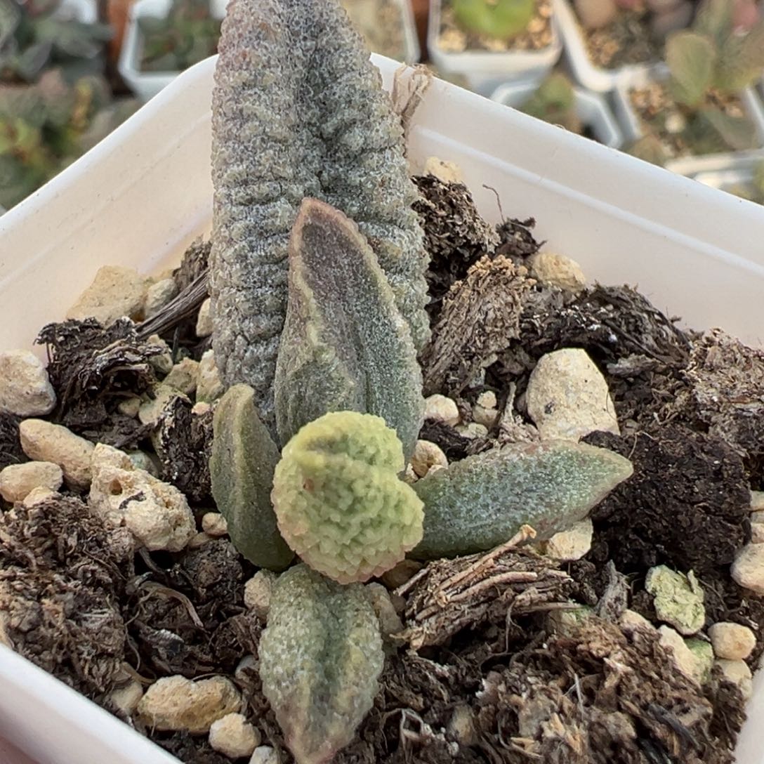 实生新品大苗多肉植物水泡