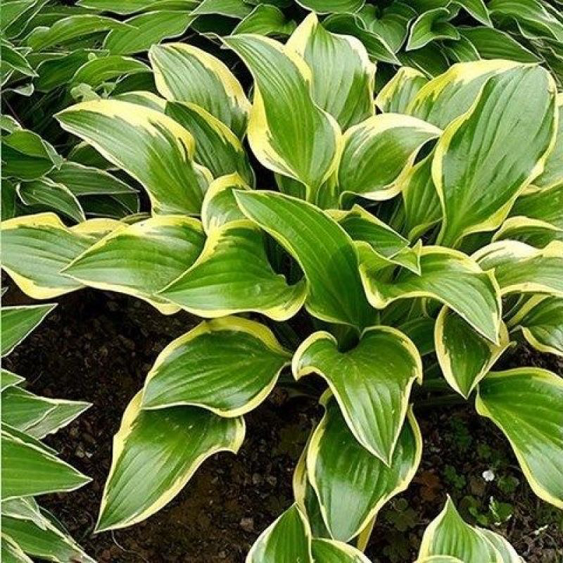 耐寒耐旱玉簪花户外易养观叶观花宿根植物适合庭院绿化