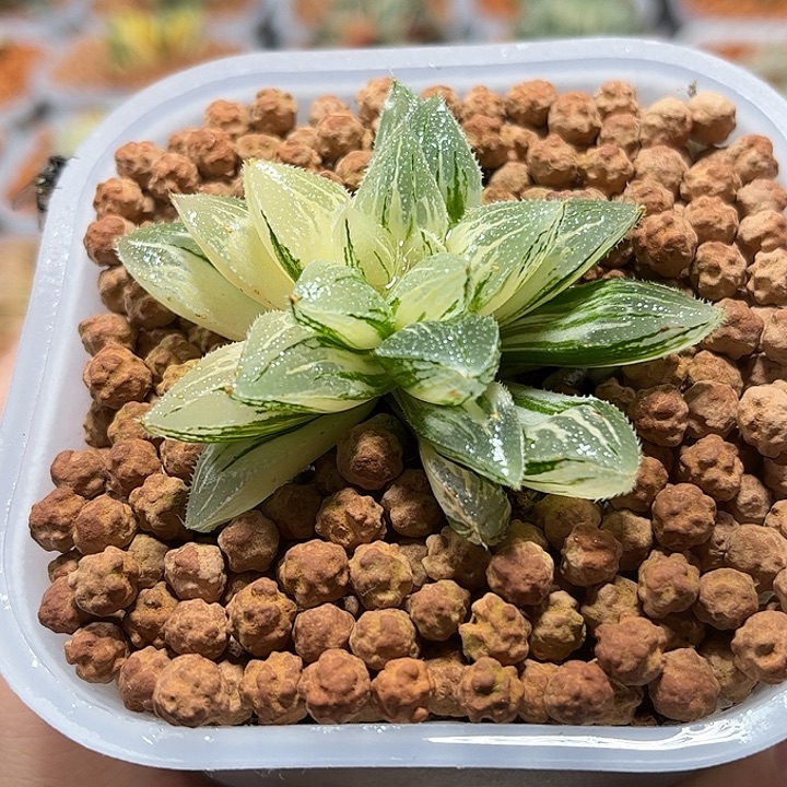 十二卷多肉多肉冰沙糖