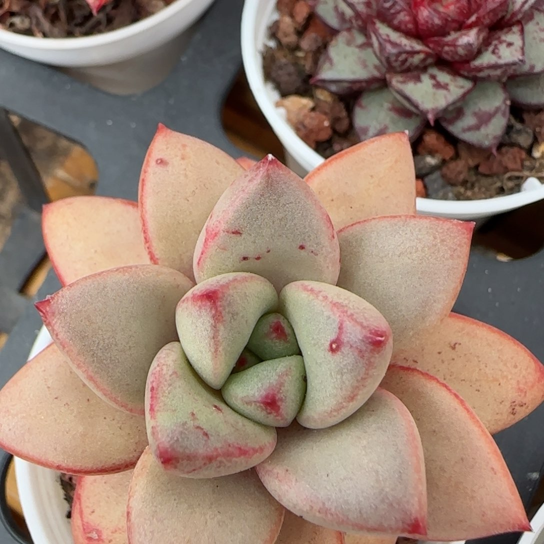 花语逸境0210-393