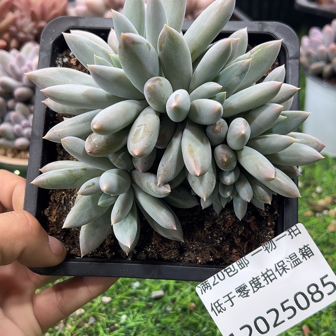 12025085 焦糖体哥特萝莉胸花朵朵