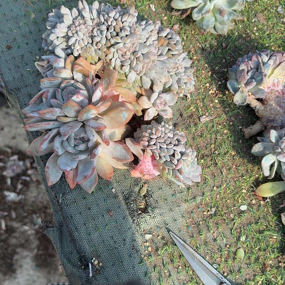 妮***星影缀化两个一起