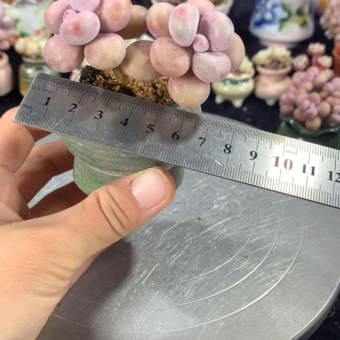 25号带盆偏远地区不包邮的