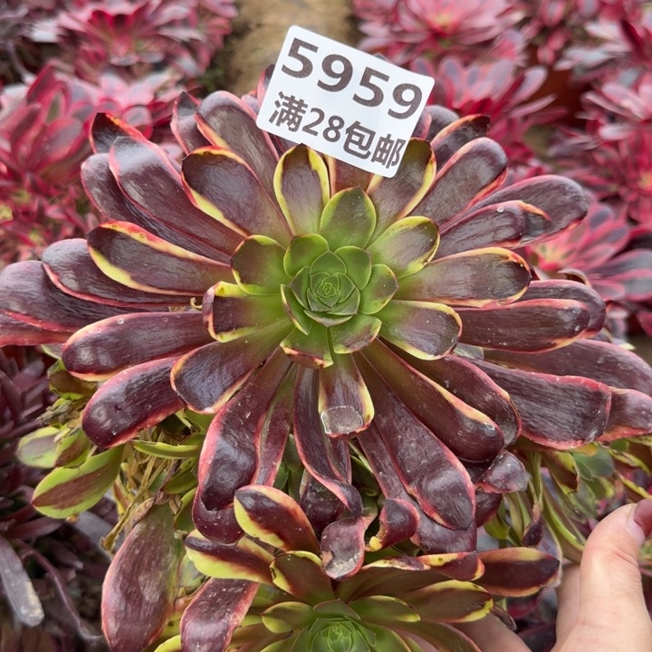 5959一号棚欧嘉莉B