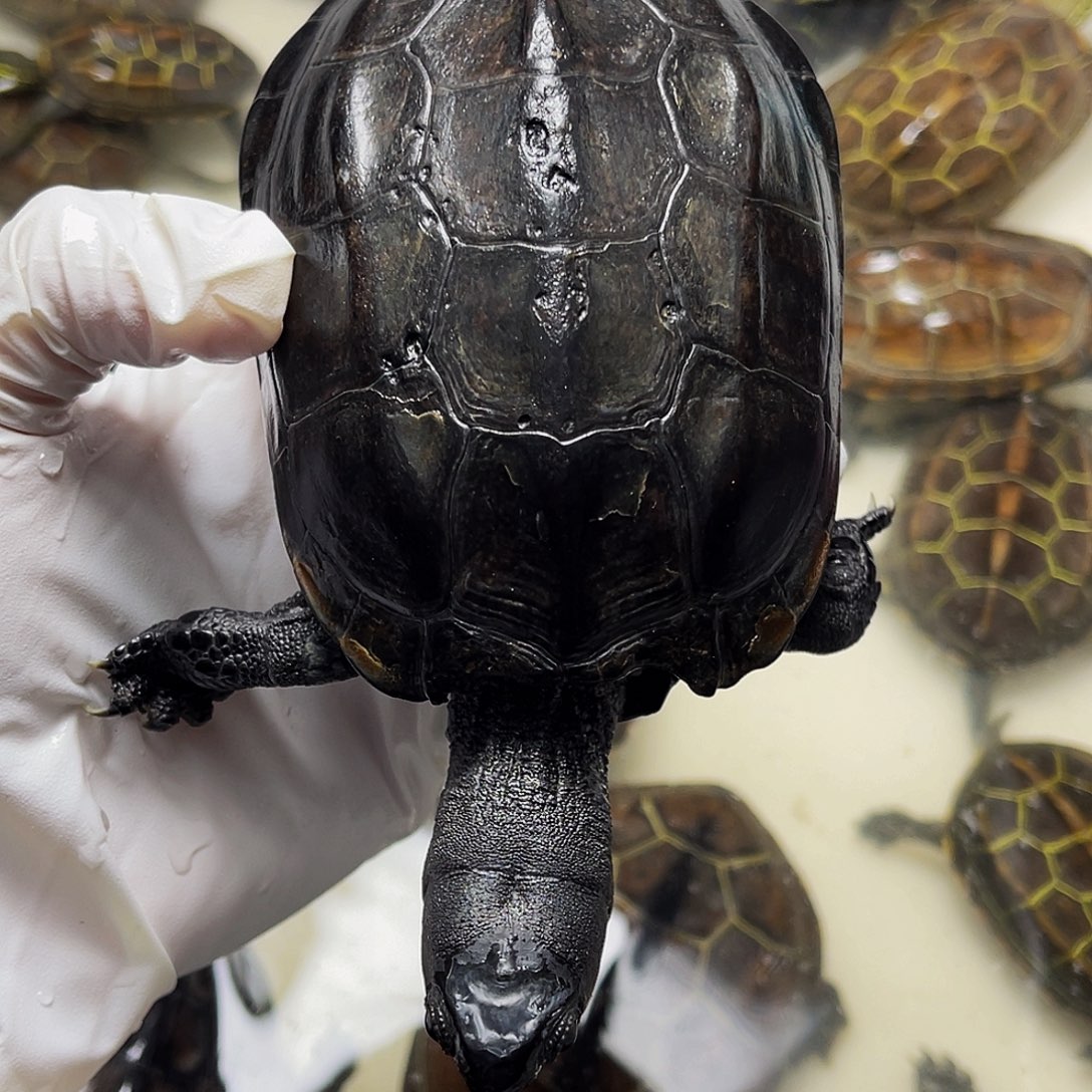 中华草龟母1238999