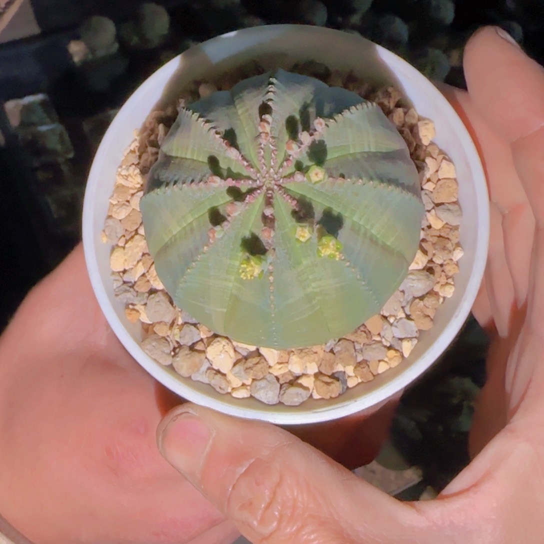 1****长块根植物块根植物