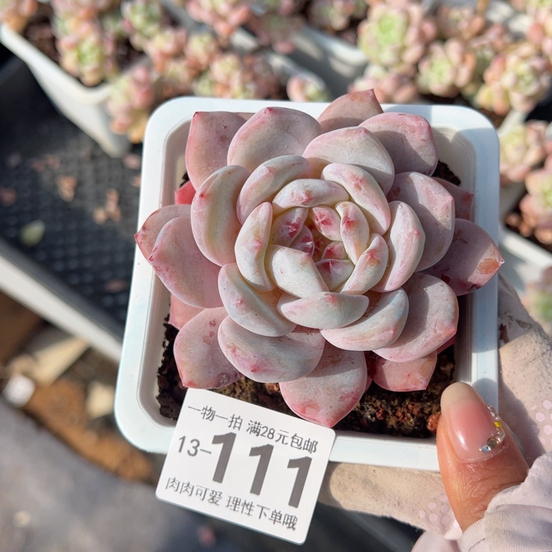 橙梦露多肉多肉多肉