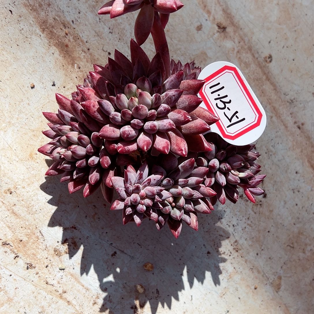 1113-51钻石虞美人树